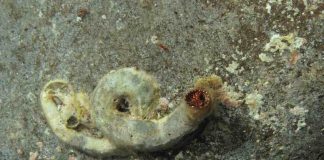 Giant worm’s lair discovered underground in Taiwan, Researchers Say Giant worm’s lair discovered underground in Taiwan, Researchers Say