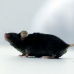 Paralyzed mice walk again after cytokine treatment (Study) Paralyzed mice walk again after cytokine treatment (Study)