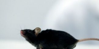 Paralyzed mice walk again after cytokine treatment (Study) Paralyzed mice walk again after cytokine treatment (Study)