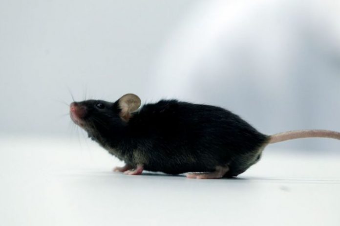 Paralyzed mice walk again after cytokine treatment (Study)