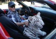 US judge orders Tiger King zoo to turn over big cats US judge orders Tiger King zoo to turn over big cats