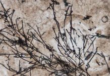 635 million-year-old fossil is the oldest known land fungus (Study) 635 million-year-old fossil is the oldest known land fungus (Study)