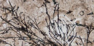 635 million-year-old fossil is the oldest known land fungus (Study) 635 million-year-old fossil is the oldest known land fungus (Study)