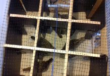 Biology: A-maze-ing pheasants have two ways of navigating