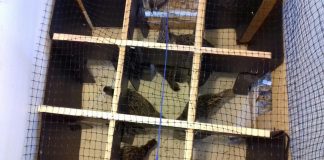 Biology: A-maze-ing pheasants have two ways of navigating