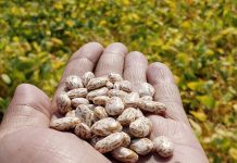 Biology: Breeding better seeds: Healthy food for more people