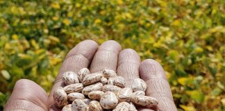 Biology: Breeding better seeds: Healthy food for more people