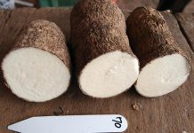 Biology: Cataloguing genetic information about yams
