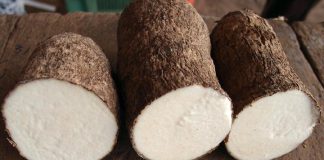 Biology: Cataloguing genetic information about yams