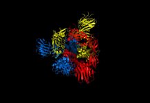 Biology: Coronavirus-19: Future targets for treatments rapidly identified with new computer simulations