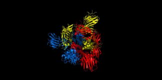 Biology: Coronavirus-19: Future targets for treatments rapidly identified with new computer simulations