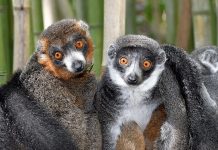 Biology: Lemurs show there’s no single formula for lasting love