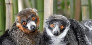 Biology: Lemurs show there’s no single formula for lasting love