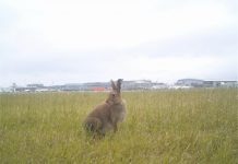 Biology: More mammals are being struck by aircraft each year