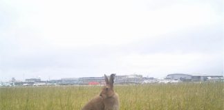 Biology: More mammals are being struck by aircraft each year