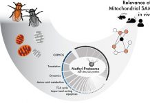 Biology: New study on mitochondrial function can play significant part in serious disease