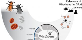 Biology: New study on mitochondrial function can play significant part in serious disease