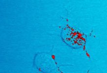 Biology: Prion diseases: new clues in the structure of prion proteins