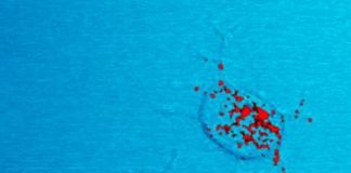 Biology: Prion diseases: new clues in the structure of prion proteins