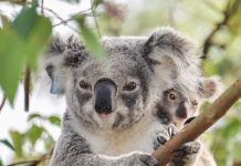 Biology: Retroviruses are re-writing the koala genome and causing cancer
