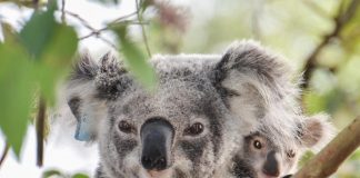 Biology: Retroviruses are re-writing the koala genome and causing cancer