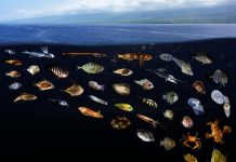 Biology: Researchers discover ocean ‘surface slicks’ are nurseries for diverse fishes