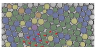 Biology: Shuffling bubbles reveal how liquid foams evolve