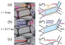 Biology: When foams collapse (and when they don’t)