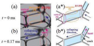 Biology: When foams collapse (and when they don’t)