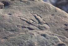 Four year old Girl Finds Dinosaur Footprint On Beach In UK Four year old Girl Finds Dinosaur Footprint On Beach In UK