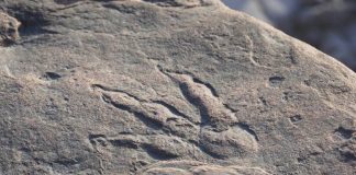 Four year old Girl Finds Dinosaur Footprint On Beach In UK Four year old Girl Finds Dinosaur Footprint On Beach In UK