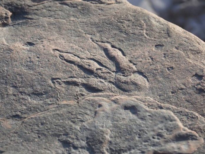 Four year old Girl Finds Dinosaur Footprint On Beach In UK