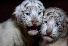 Pakistan: Two white tiger cubs in zoo die of suspected COVID infection, zoo officials say Pakistan: Two white tiger cubs in zoo die of suspected COVID infection, zoo officials say