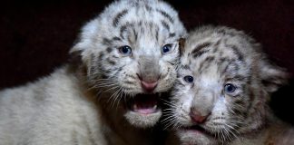 Pakistan: Two white tiger cubs in zoo die of suspected COVID infection, zoo officials say Pakistan: Two white tiger cubs in zoo die of suspected COVID infection, zoo officials say