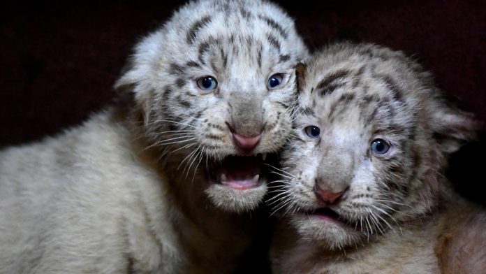 Pakistan: Two white tiger cubs in zoo die of suspected COVID infection, zoo officials say