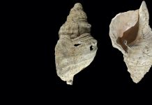 Researchers Blew an 18,000-Year-Old Conch and Recorded It Researchers Blew an 18,000-Year-Old Conch and Recorded It
