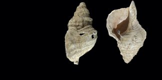 Researchers Blew an 18,000-Year-Old Conch and Recorded It Researchers Blew an 18,000-Year-Old Conch and Recorded It