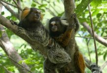 Study: Marmoset monkeys eavesdrop and understand conversations between other marmosets Study: Marmoset monkeys eavesdrop and understand conversations between other marmosets