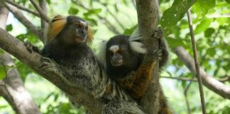 Study: Marmoset monkeys eavesdrop and understand conversations between other marmosets Study: Marmoset monkeys eavesdrop and understand conversations between other marmosets
