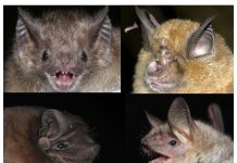 Biology: Accurate aging of wild animals thanks to first epigenetic clock for bats
