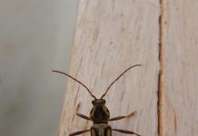 Biology: Citizen researchers help expose presence of invasive Asian bamboo longhorn beetle in Europe