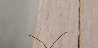 Biology: Citizen researchers help expose presence of invasive Asian bamboo longhorn beetle in Europe