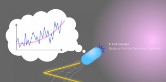 E. Coli calculus: Bacteria find the derivative optimally