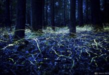 Biology: Firefly tourism takes flight, sparking wonder and concern