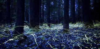 Biology: Firefly tourism takes flight, sparking wonder and concern