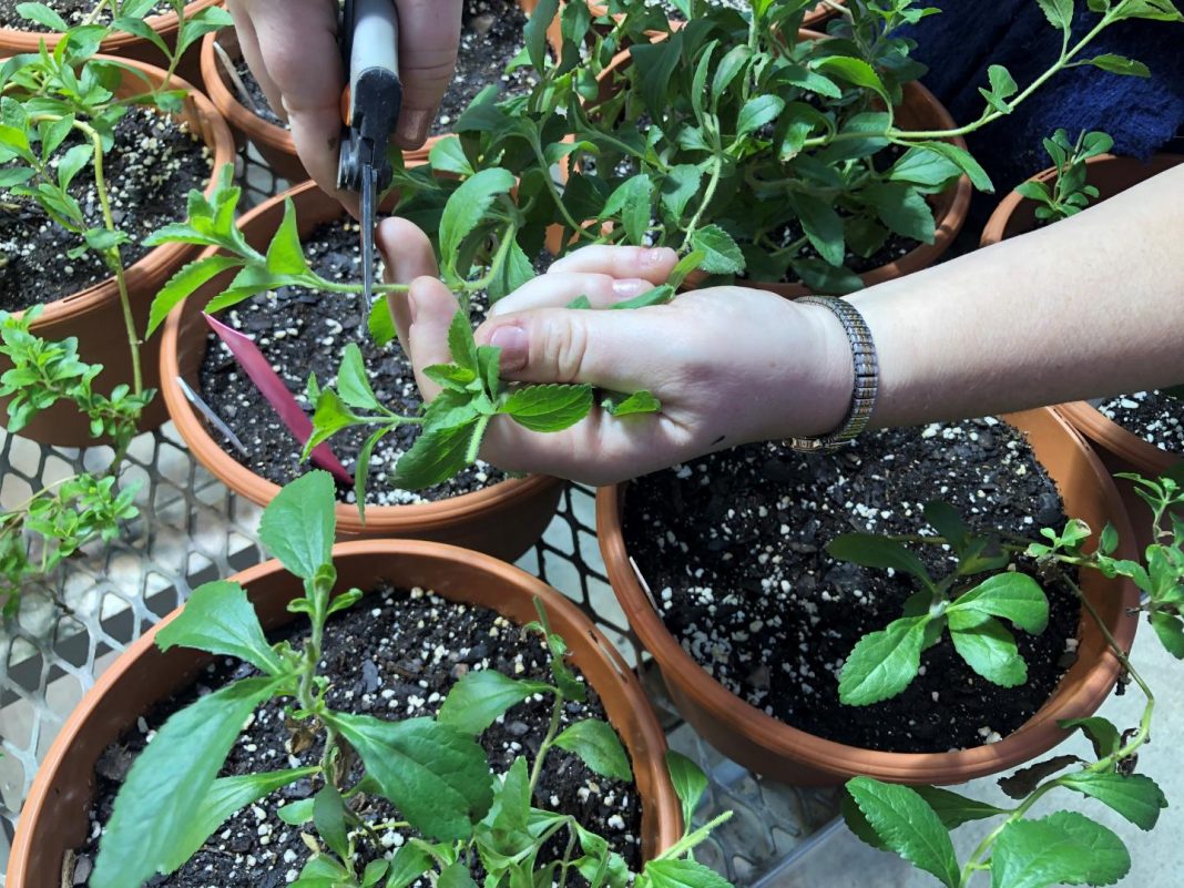 Biology: Helping stevia plants brave the cold | Tdnews