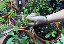 Biology: Helping stevia plants brave the cold