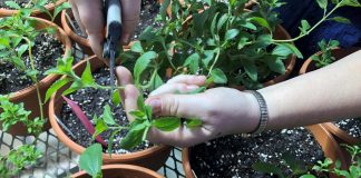 Biology: Helping stevia plants brave the cold