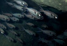 Biology: How flashlight fish communicate with light signals in the school