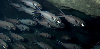 Biology: How flashlight fish communicate with light signals in the school